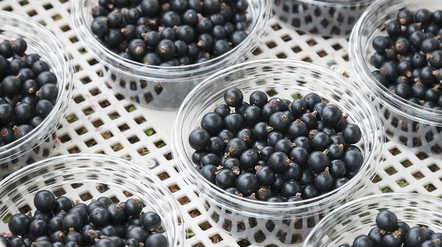 手摘みで支えるクオリティ
野趣ある風味の「あおもりカシス」
未来に届けたい日本の食材 #01 カシス