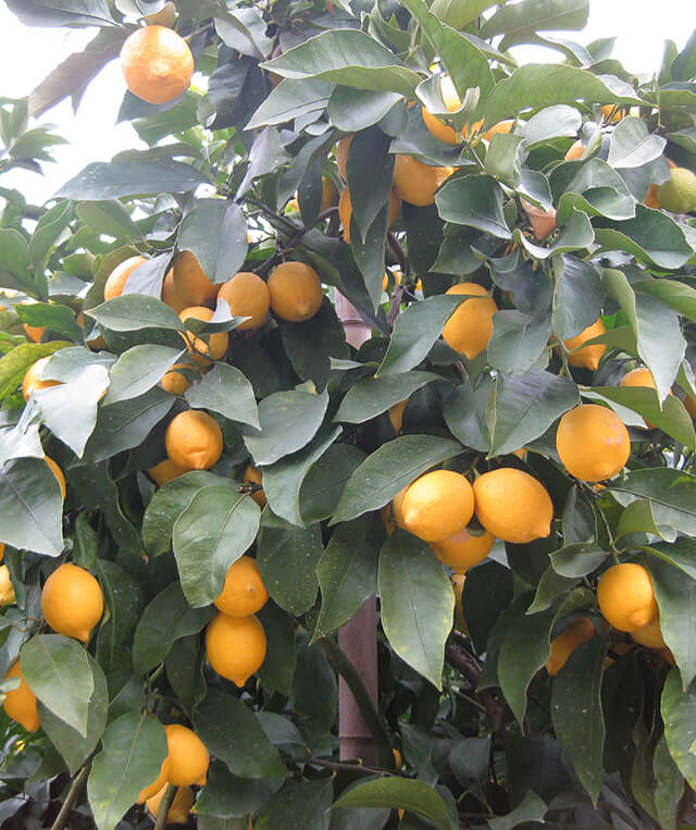 日本 広島 レモンブームの担い手のルーツ 在来種を守ることと新品種への挑戦が未来をつくる Journal Japan The Cuisine Press