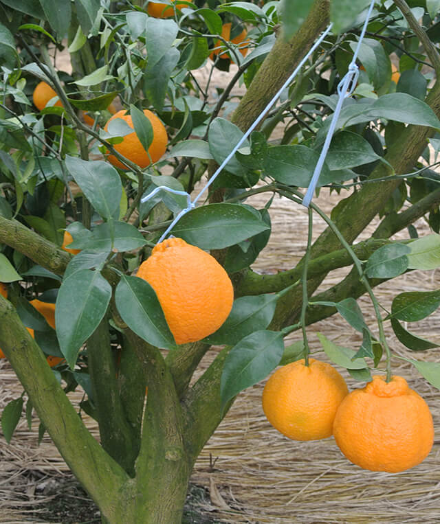 日本 鹿児島 鹿児島自慢の果物は名前がユニーク 在来種を守ることと新品種への挑戦が未来をつくる Journal Japan The Cuisine Press