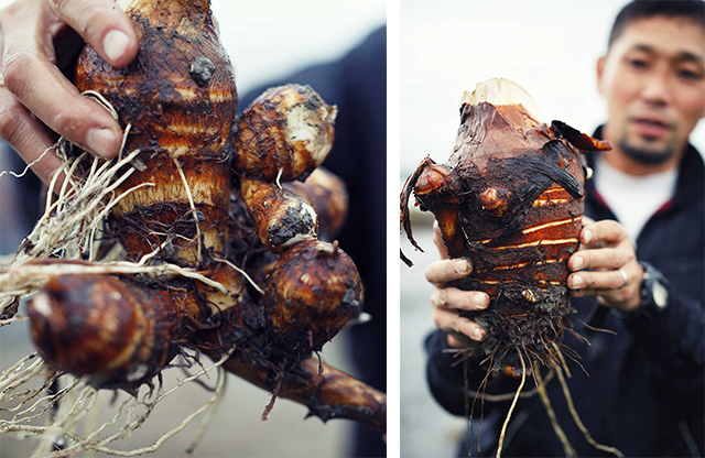 服部幸應連載 海老芋 真夏に手をかけて 縁起物の海老の姿へ Web料理通信