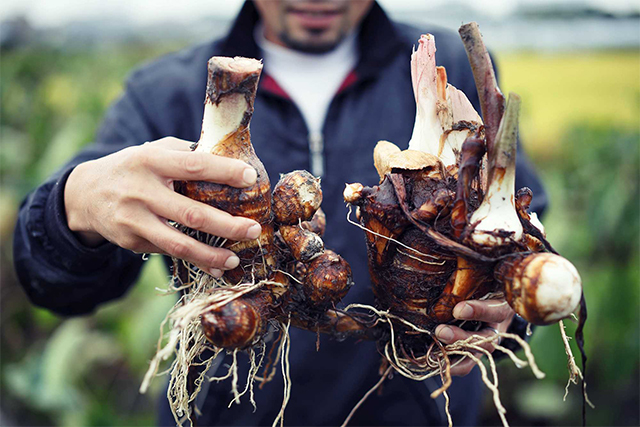 服部幸應連載 海老芋 真夏に手をかけて 縁起物の海老の姿へ Web料理通信