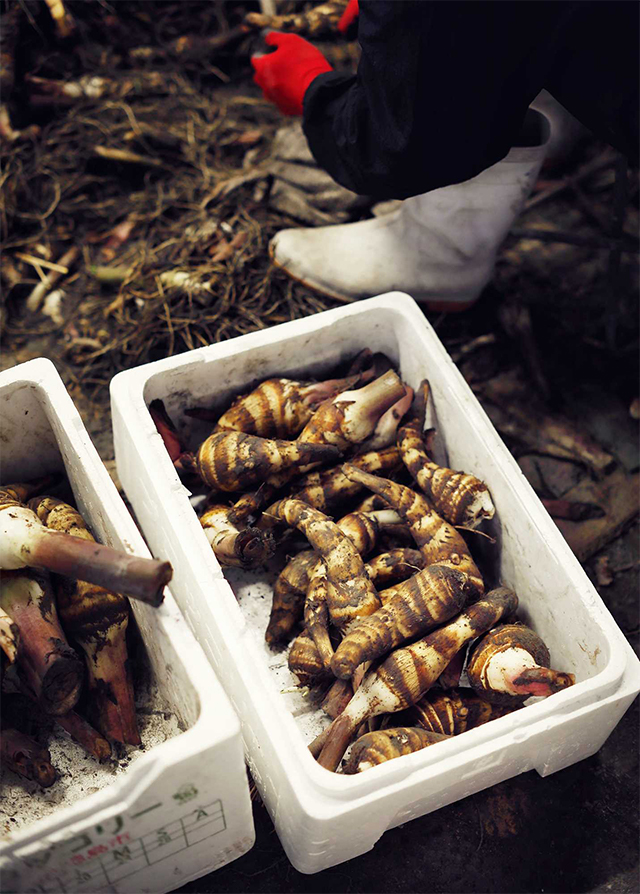 服部幸應連載 海老芋 真夏に手をかけて 縁起物の海老の姿へ Web料理通信
