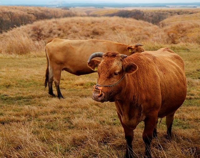 ａ２ の牛肉が意味するもの 第7回辻静雄食文化賞受賞 くまもとあか牛生産者 井 信行さん People Producer The Cuisine Press