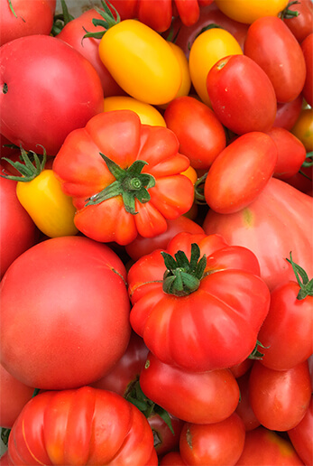 この日に収穫したトマト。アイコ、桃太郎など多品種。中央のボコボコしたのがイタリア系トマト。