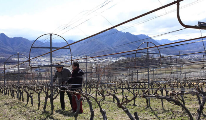 「ソラリス」に見る日本ワインの行方