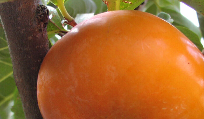世界で初めての種がほとんどない甘柿「秋王」誕生！  