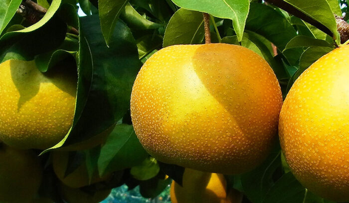 歴史ある加賀のフルーツ  