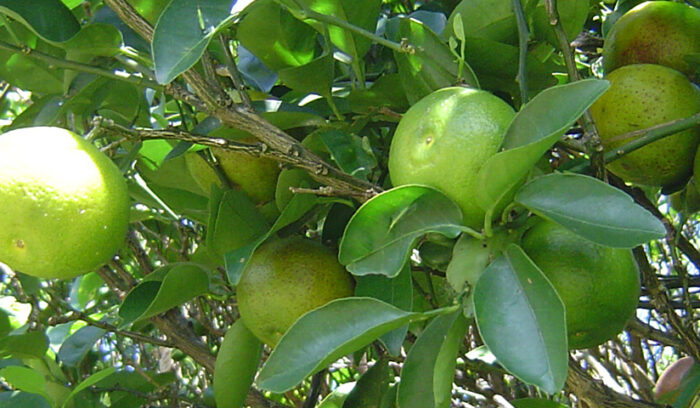 沖縄ならではの爽やかな香りの柑橘文化 