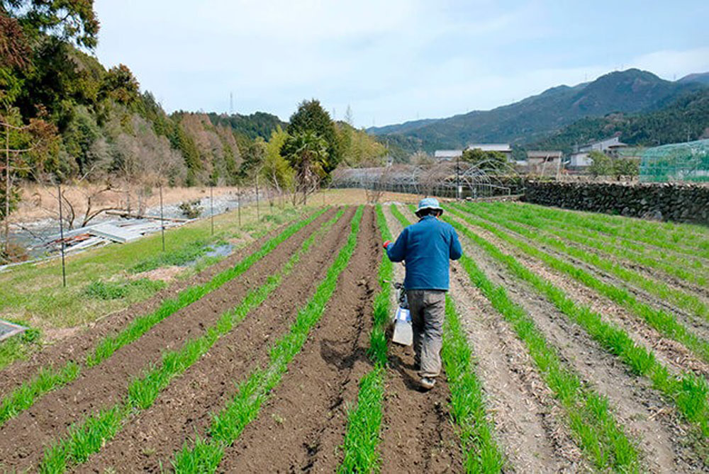 神山の在来小麦は少なくとも70年前から白桃家で栽培されてきた。フードハブ・プロジェクトとして2回目となる今年の作付けは、在来小麦のみを植え、600㎏の収量を目指す。