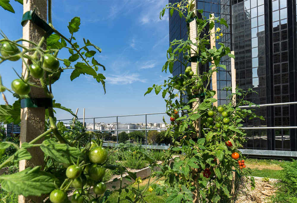 屋上ならではの日照を受け成長するトマトの苗。味覚的な遺産の継承を目指し、作物選別の際は古代種も積極的に取り入れる。