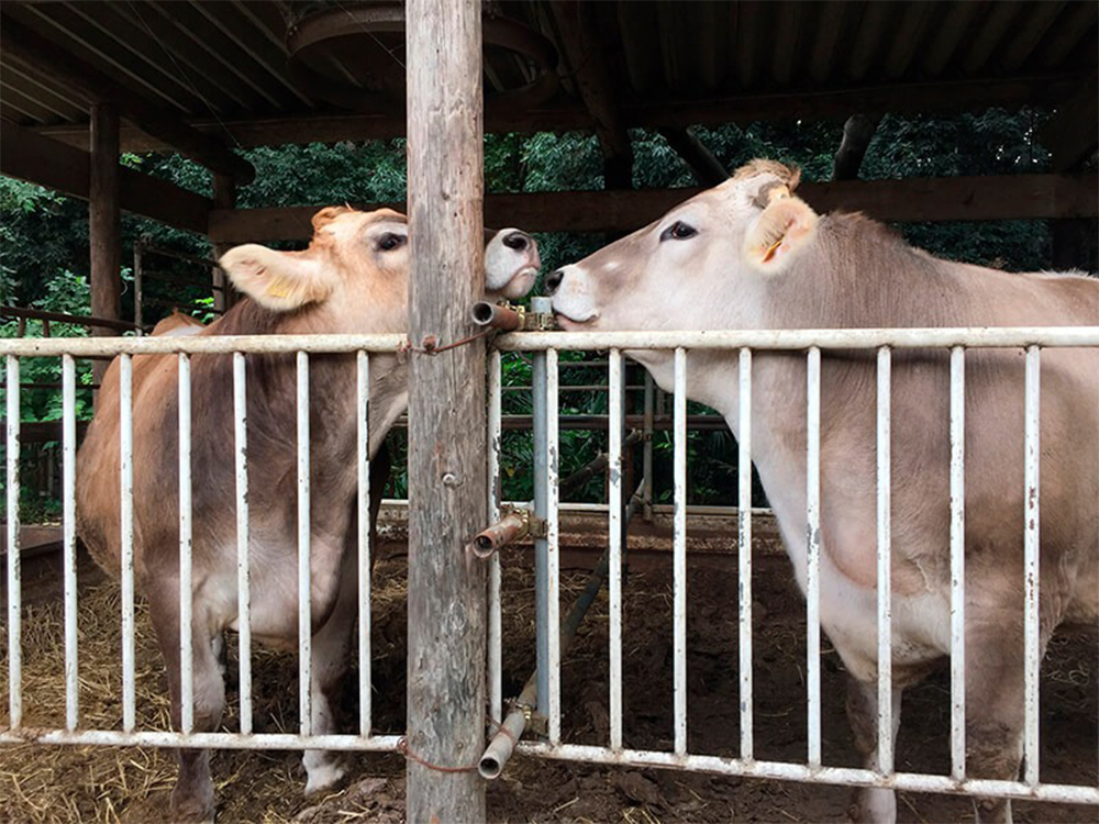 国分牧場にて。牛が愛しくてたまらない荻澤さん。