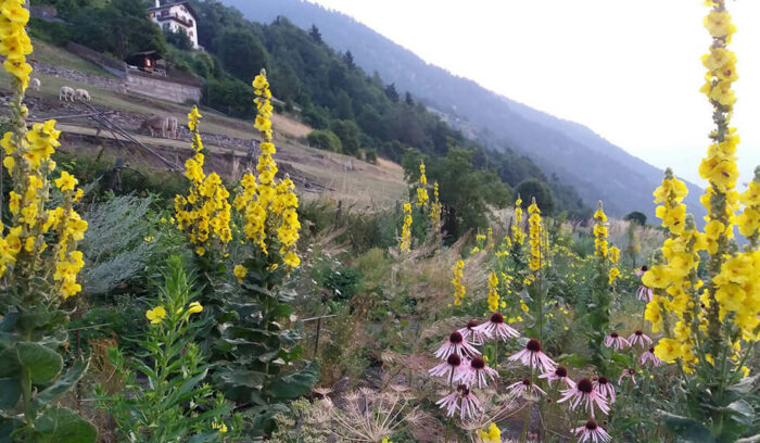 vol.42 Provincia autonoma di Bolzano-  Alto Adige: produttore e raccoglitore d’erbe aromatiche