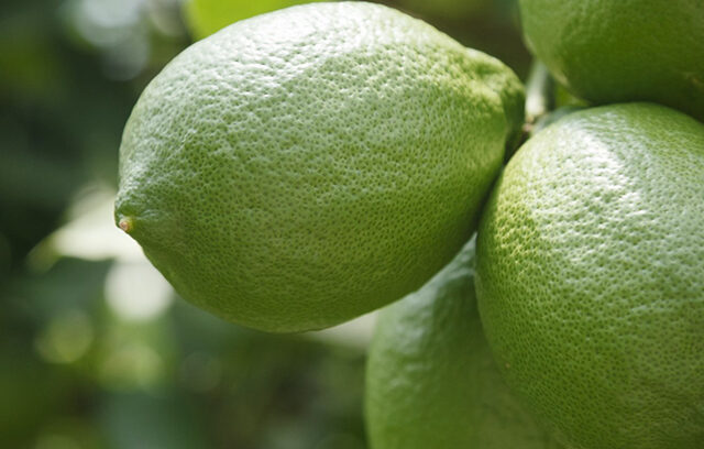真夏に清涼感を届けるグリーンレモン