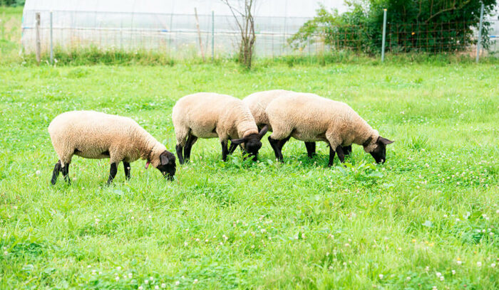 休耕地に放つ羊が、衣食住を彩る。