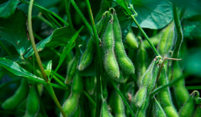 新潟の農産物を育てる〈新潟さん〉を訪れる旅＃新潟さんちvol.1　枝豆の個性を楽しむ