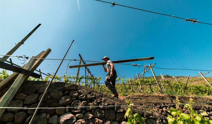 vol.37　Trentino: Corvèe, i giovani produttori di vino