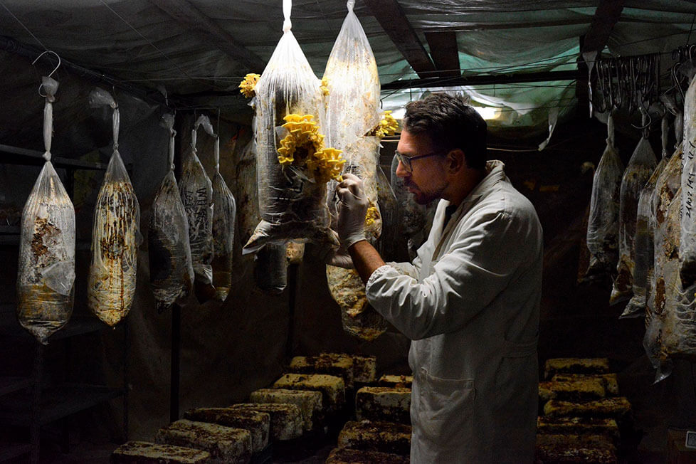 イタリア フィレンツェ発 コーヒー豆のかすを利用したサーキュラーエコノミー持続可能な都市型農業を目指す フンギ エスプレッソ の活動 料理通信