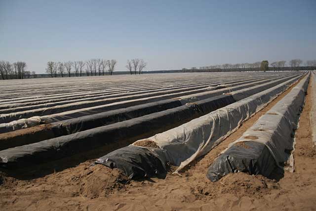 Germany Berlin 春の味覚 白アスパラガスが栽培の危機に 料理通信 Germany Berlin 春の味覚 白アスパラガスが栽培の危機に 料理通信