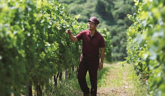 サントリー日本ワインを生み出す“風土・人・仕事”