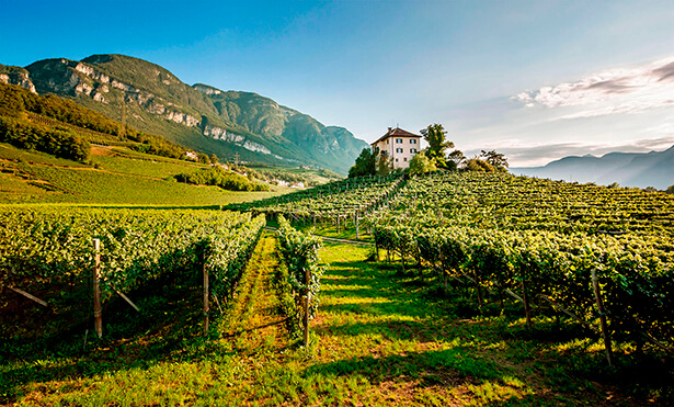 Vini Alto Adige こんな気分で飲みたい！アルト・アディジェのワイン