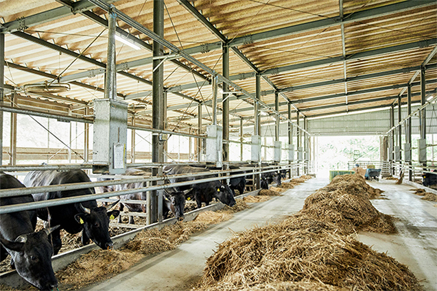 牛舎の敷料は、地元の稲作農家から入手する米の籾殻を使う。牛は暑さにも弱いので、酷暑の時期にはミストシャワーも導入する。