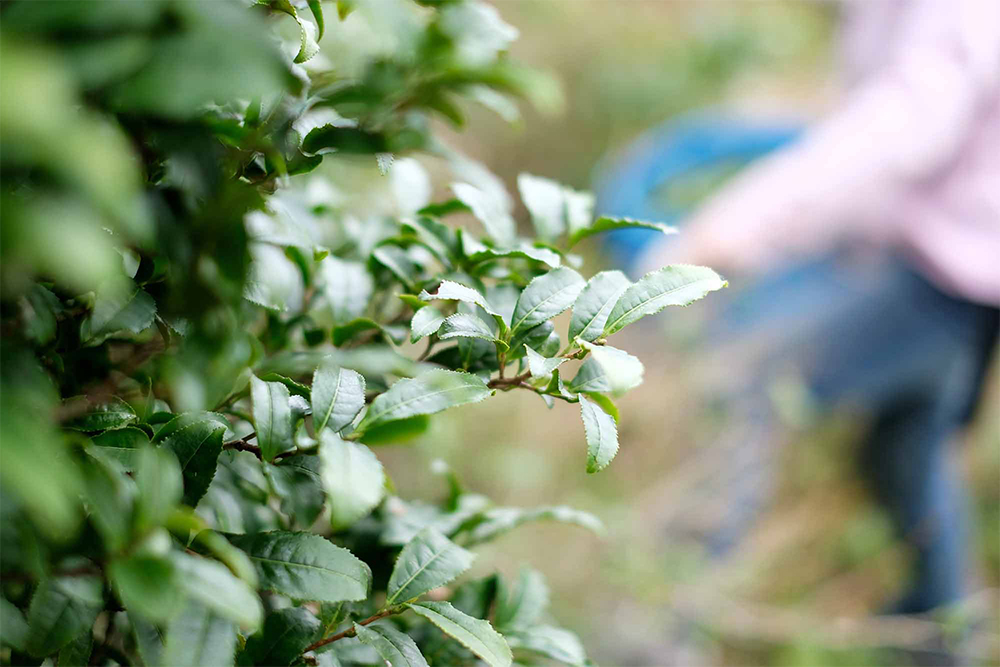 家の裏山に自生しているチャノキ。毎夏、オニユリが咲く土用の頃、茶葉を摘む。