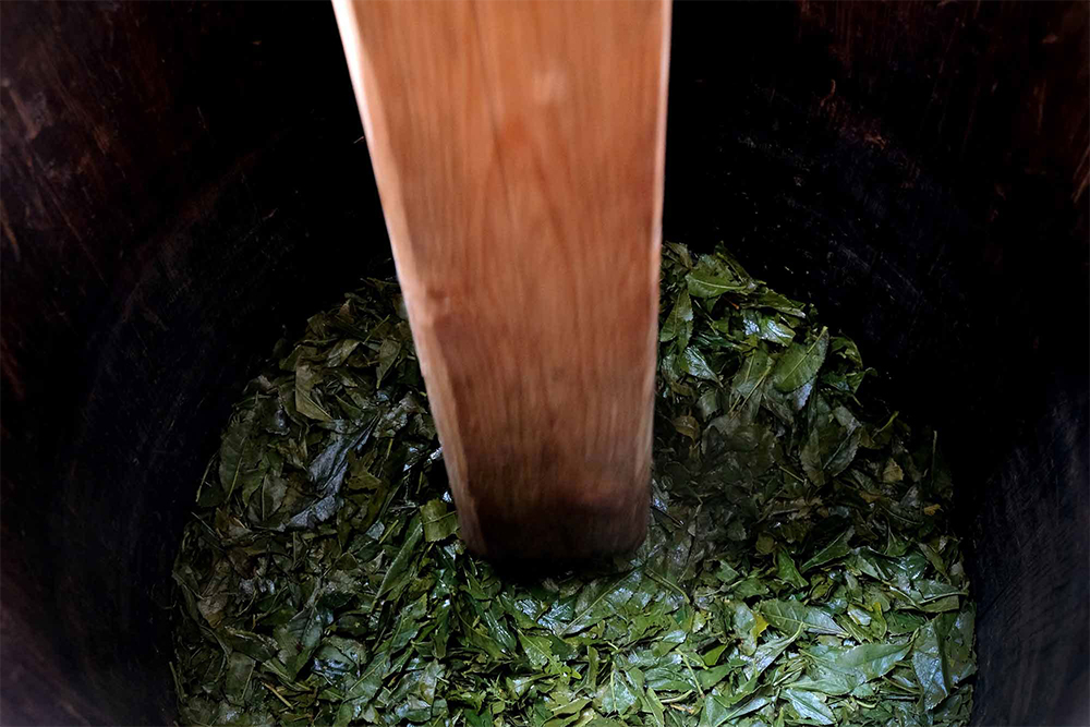 ５．木桶に漬ける 摺り終えた茶葉を木桶に漬け込む。茶葉の層を杵で突いて空気を抜く。