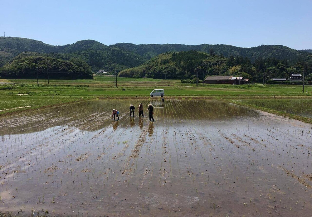 宮﨑さんの水田。寺子屋の生徒たちも田植えを手伝う。家庭水田の普及をnoteで呼びかけている。