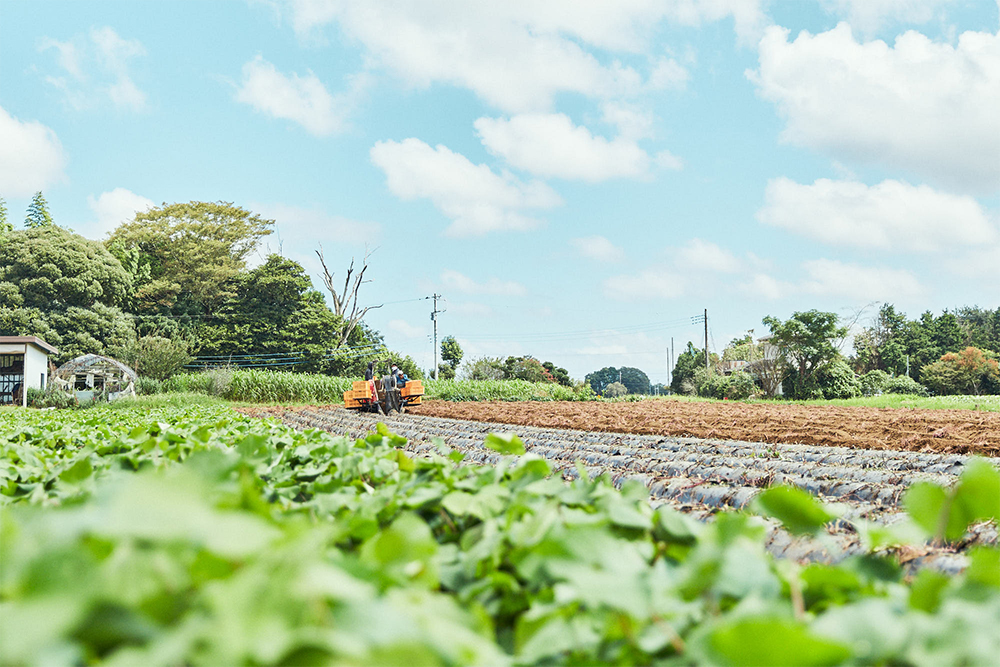 水はけのよい台地に広がる、髙木雅雄さんのサツマイモ畑。850アールのうち、約1/3の広さで紅優甘を育てている。