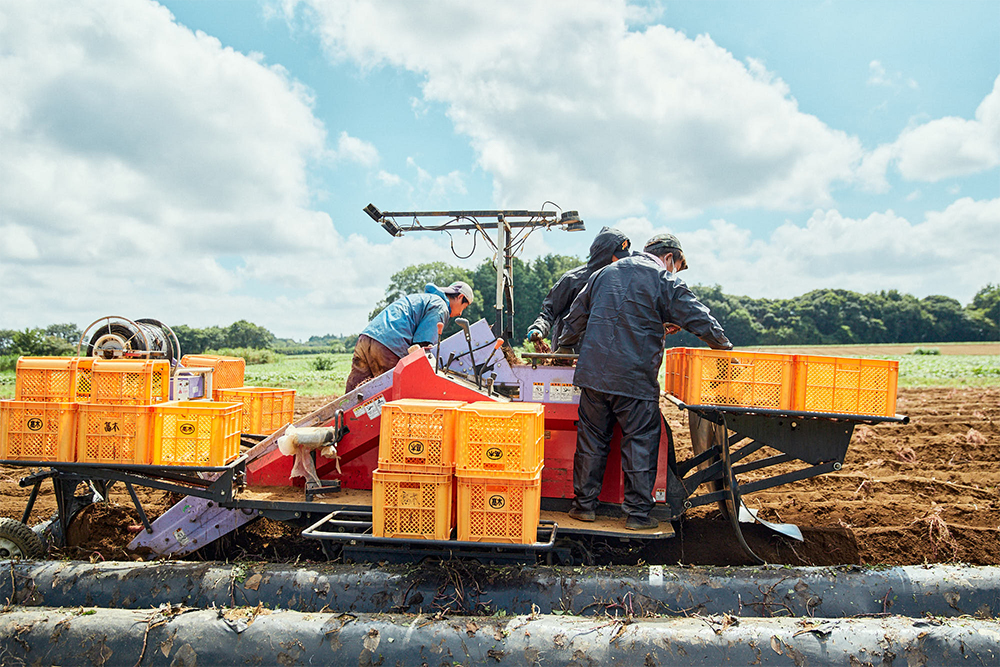 掘り出された紅優甘は、収穫機の上ですぐさまサイズごとに分けてコンテナの中へ。