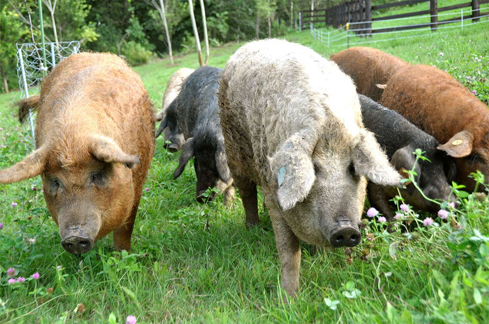 マンガリッツァ豚は４系統あるが、うち３種類を飼育する。白黒がスワローベリー、ほかはブロンド、レッドがあり、肉質や脂質、味わいが異なる。放牧豚は殺菌されている水道水を与えると腸が弱くなるため、地下水を与えて育てる。