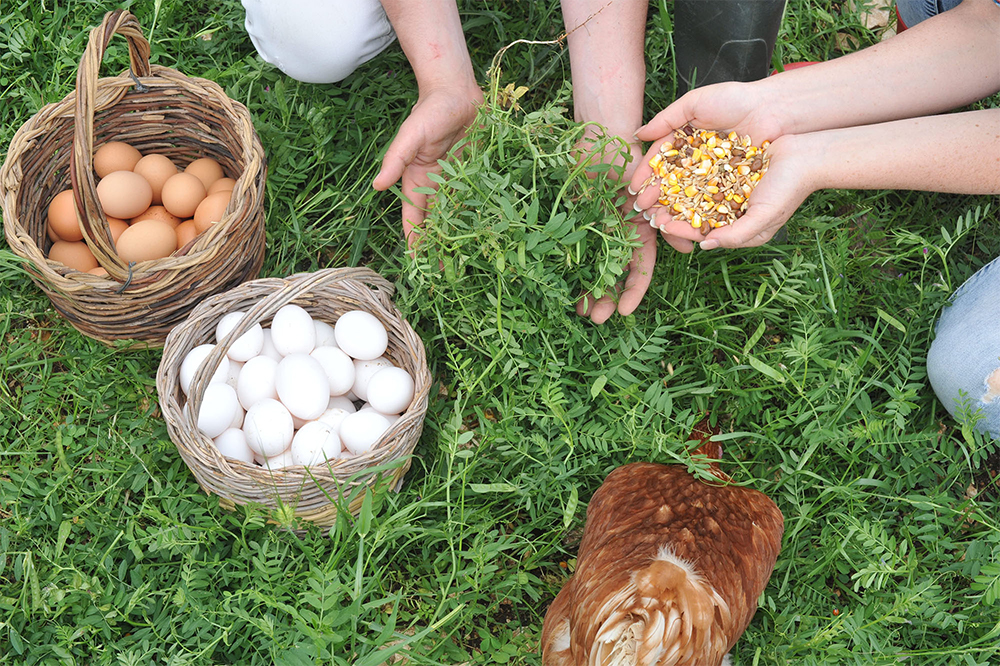 採卵にしても、一般的な養鶏方法では飼料を用いて刺激を与え１日に２回採卵するのに対し、彼らの養鶏所では30時間に１回だ。