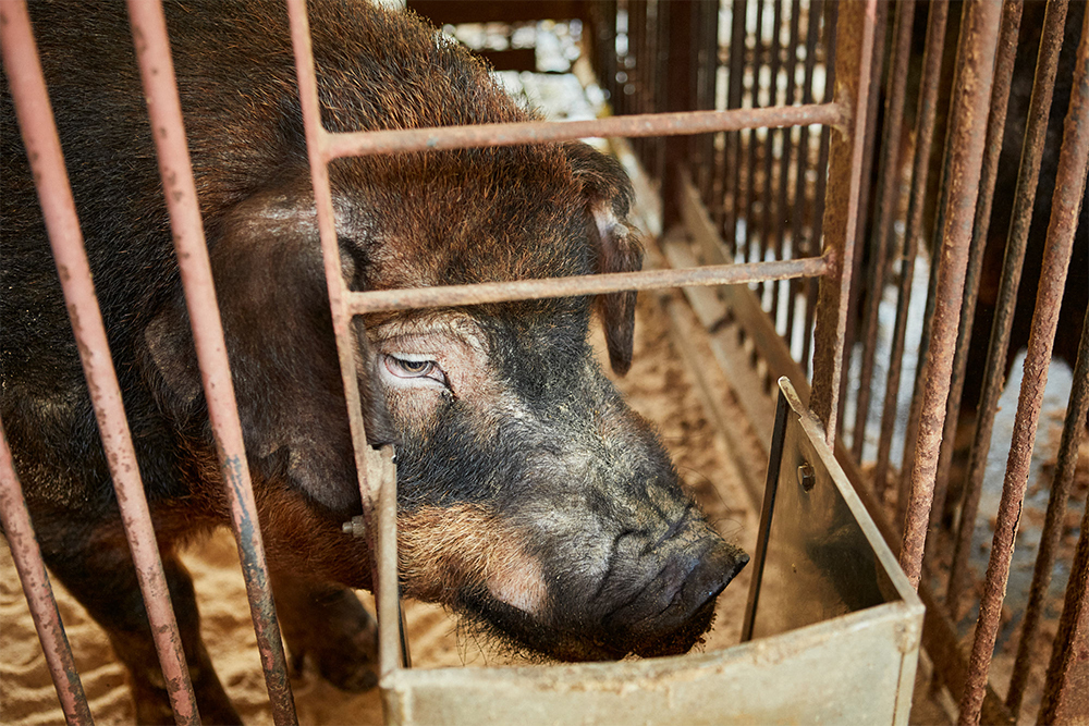 父親となるデュロック種の系統豚「ローズD-1」の雄豚。赤身に脂肪分を多く含ませる能力がある。