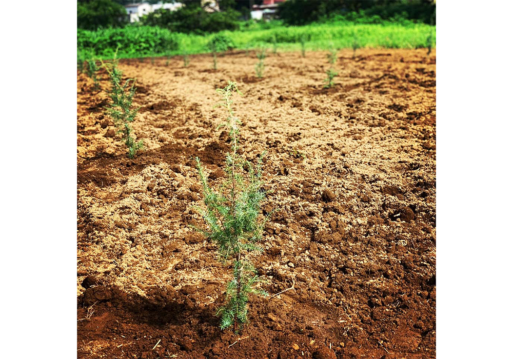 （2020年10月鹿山さんのFacebookより）実家の荒地を開墾し、ジンの主原料であるジュニパーベリーの苗木を70株植え付けた。