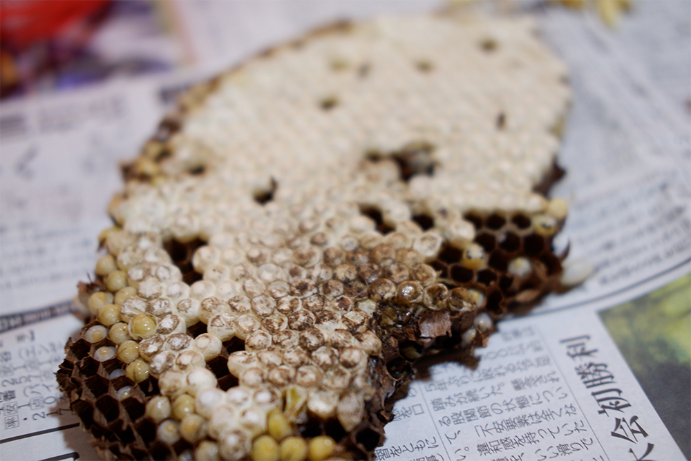1. 蜂の子を取り出す 新聞紙などの上で、巣のふたを取り除き、蜂の子と成虫を取り出す。ピンセットを使うと取りやすい。取り出した蜂の子は、軽くごみを取り除く。（風味が落ちるため、なるべく水洗いはしない）