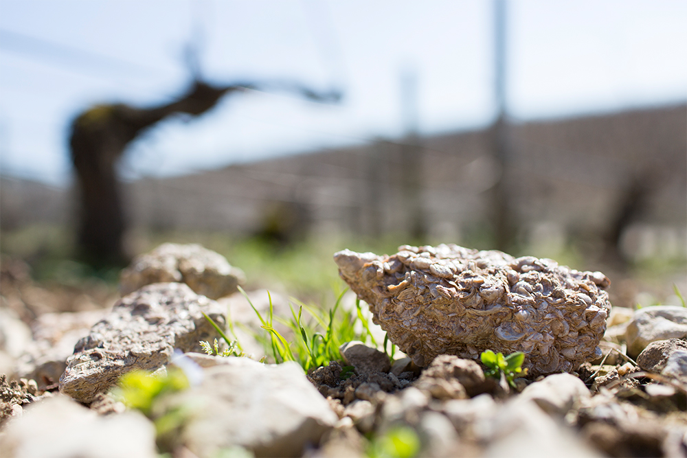 シャブリの土壌のベースはジュラ紀の貝殻が石化した“キンメリジャン”。ミネラル豊かなワインを生む。© BIVB / Sébastien BOULARD