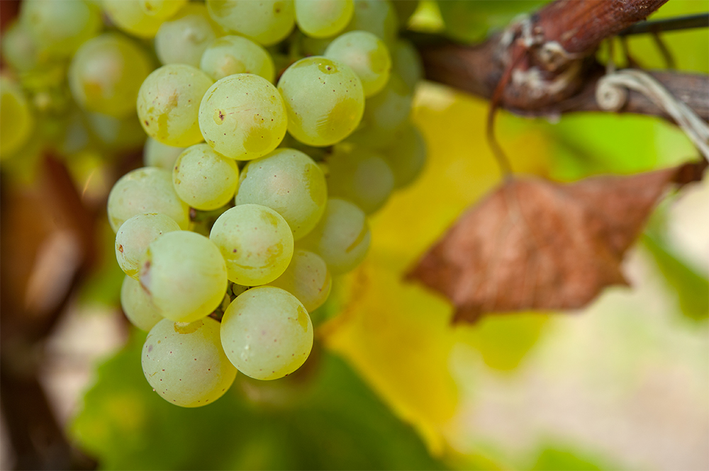 単一品種のシャルドネから、複雑で多様性のあるワインの味が生み出される。© BIVB / Jessica VUILLAUME