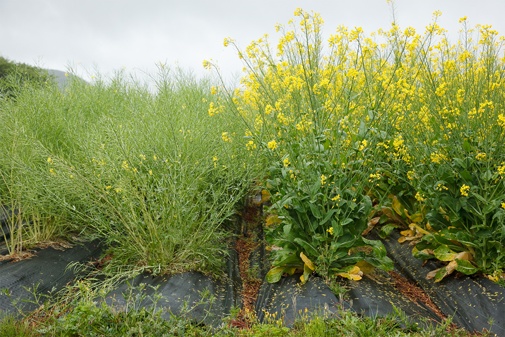 ４～５月は採種や育苗の季節。左列が水菜、右列は小松菜が花を咲かせていた。