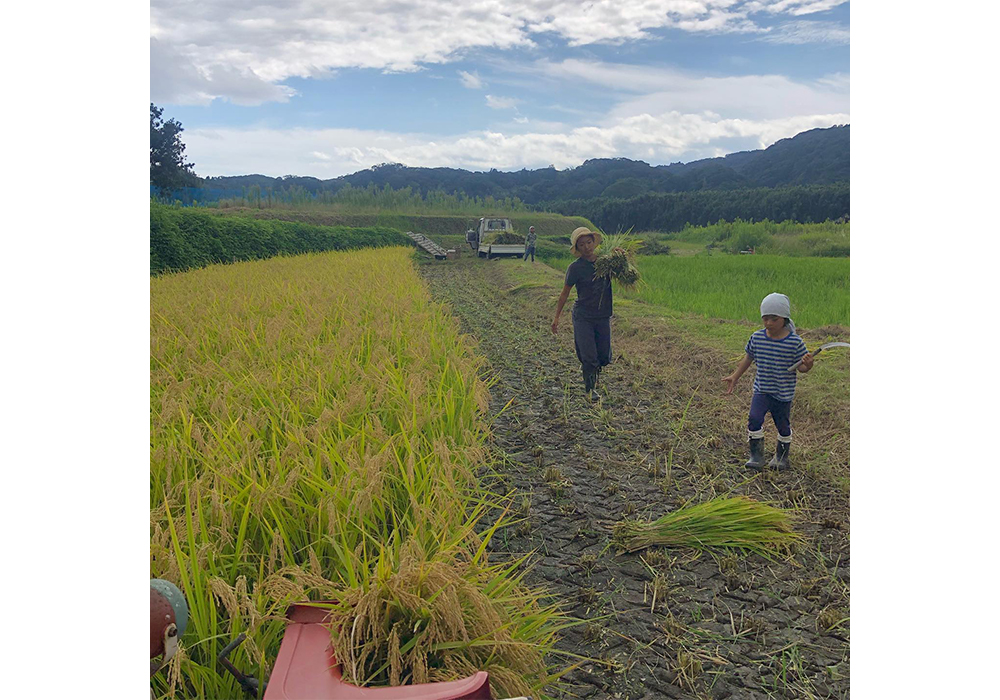 水田が１反５畝、麦畑が１反。昔ながらの栽培法で、コンバインは使わず、バインダーとハーベスターで収穫する。 photograph by Yuya Kimishima
