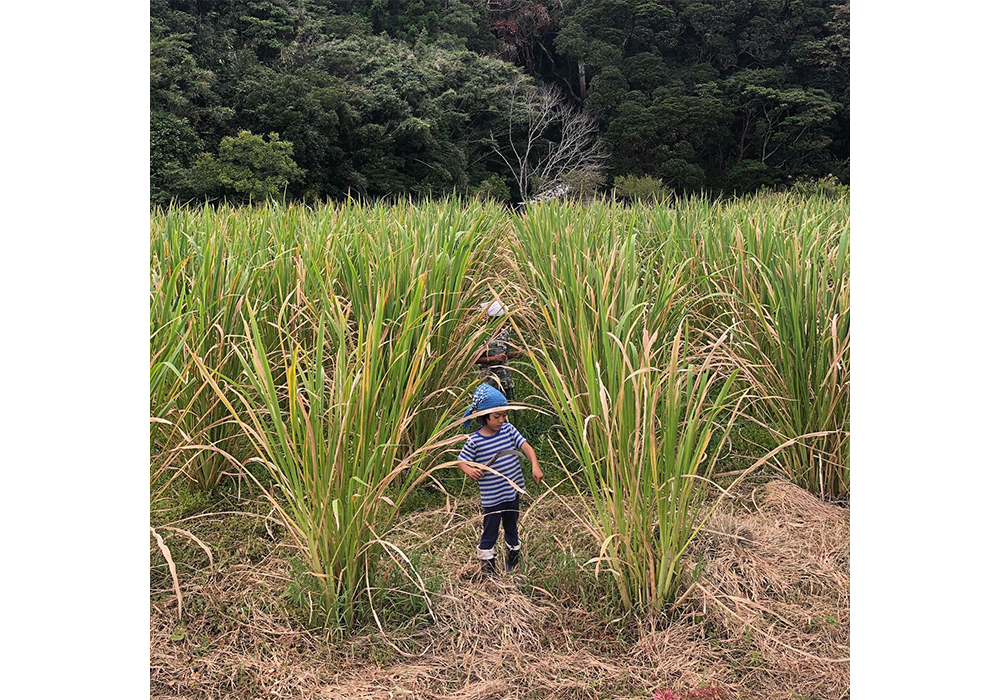 水はけが悪い田んぼでは2020年からマコモダケを栽培。同年は99％イノシシに食べられてしまったが、2021年は大豊作。 photograph by Yuya Kimishima