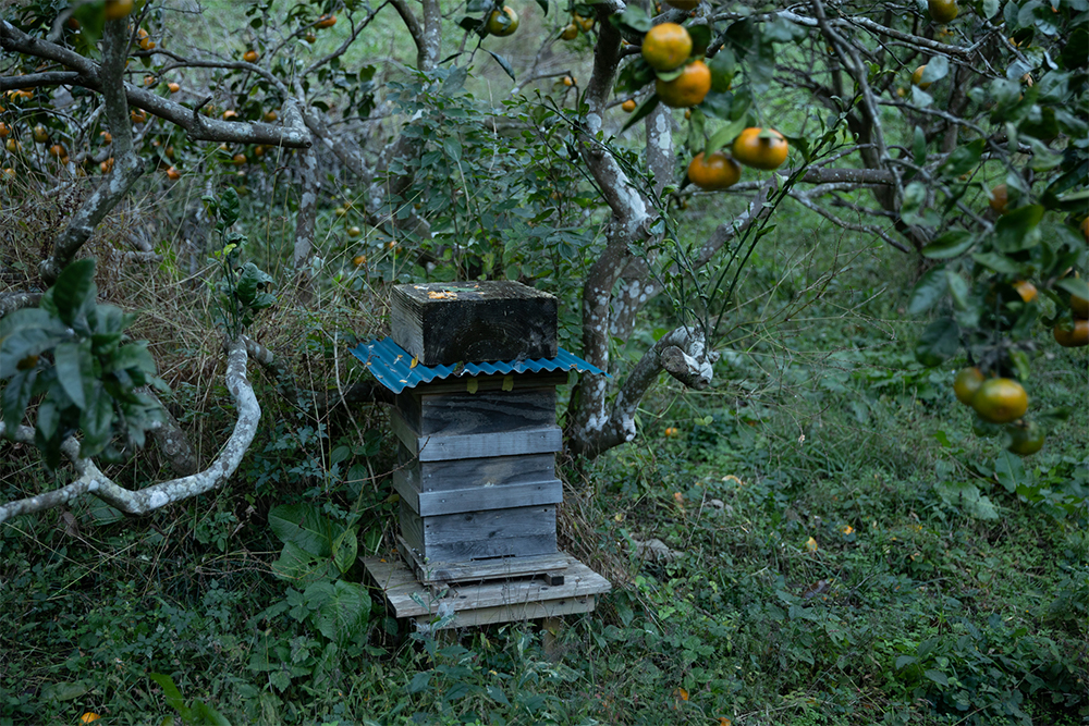 里山のみかん畑の中にミツバチのための巣箱を置いた。2020年は棲みついたが、2021年は入らなかった。