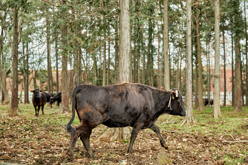 牛舎の裏の森林。心なしか牛たちの足取りも軽く見える。