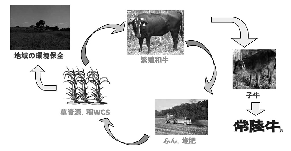 周年放牧は、飼育管理や飼料稲の収穫運搬作業に追われる佐藤さん親子の労働負担も大きく軽減させた。（出展：公益社団法人中央畜産会）