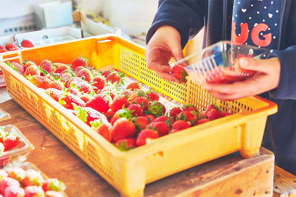 収穫されたイチゴは手作業で箱やパックに詰められ、その日のうちに顧客のもとへ。東京の豊洲市場などにも出荷される。