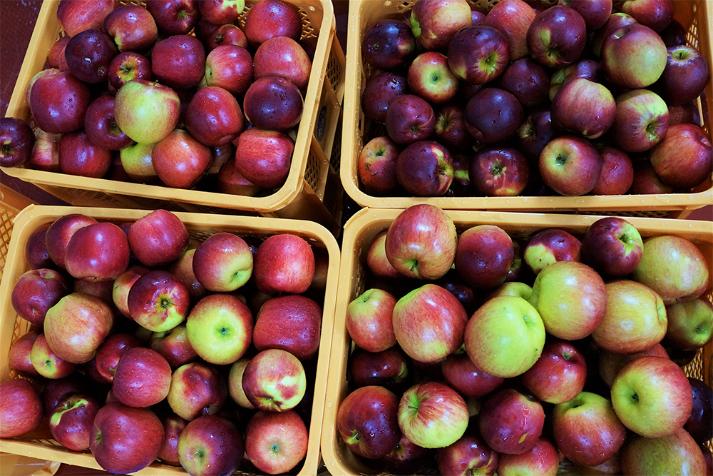 果樹園で収穫した紅玉。「La 2e saison」の辛口と甘口に、シナノスイートとブレンドして使用している。