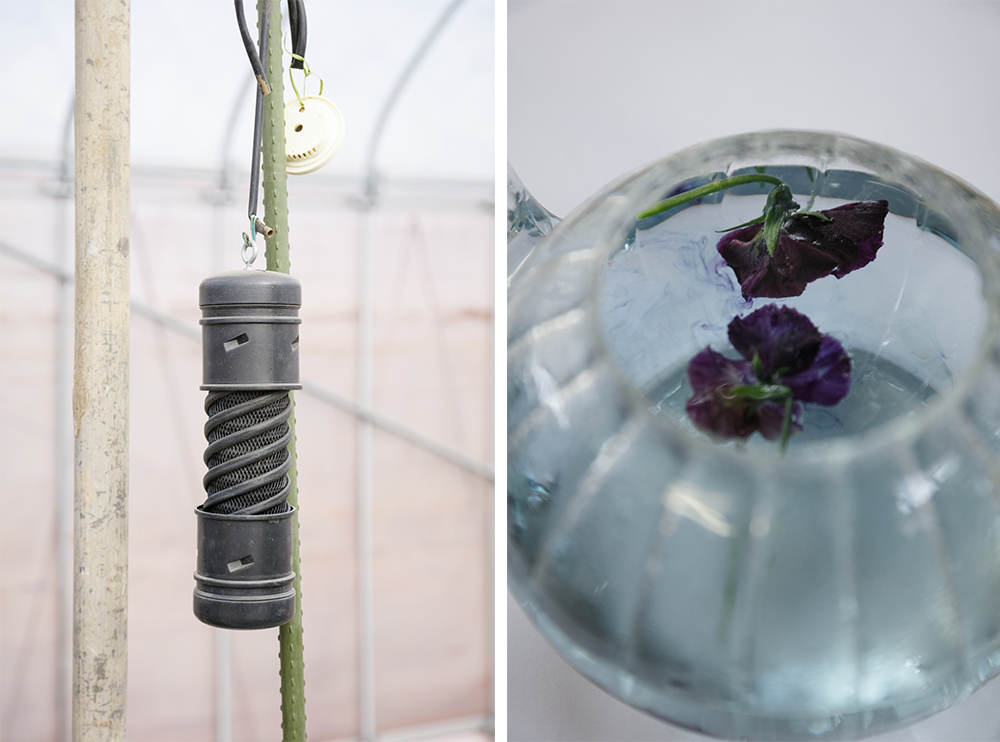 （写真左） 空中の殺菌用に設置された二酸化塩素が入った容器。これを付けてから病気がなくなった。 （写真右）生の紫パンジーからは淡いブルーの色素が溶け出す。乾燥させた花はブルーハワイのような鮮やかな液色になる。