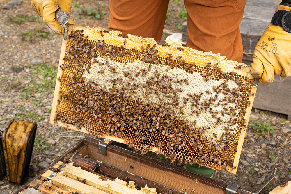 西村養蜂場では、巣箱の中で蜜が糖度79～80度まで高まるのを待って採取し、漉してから瓶詰、加熱はしない。