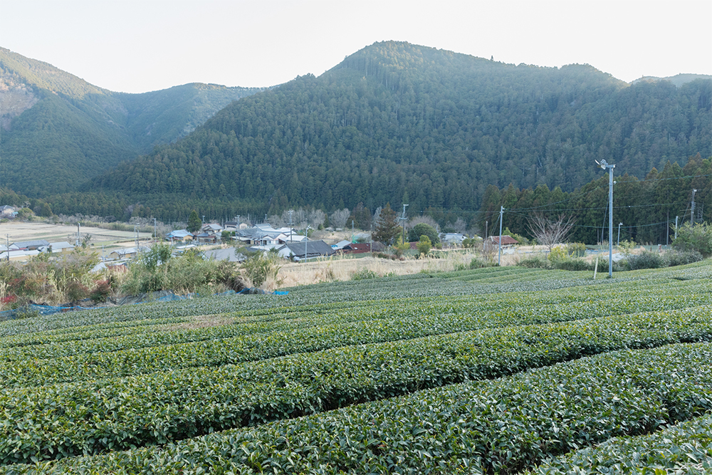 白浜町の上村さんの茶畑。谷合いの斜面に畑が広がる。新芽の季節は、一帯が明るい若葉色に。
