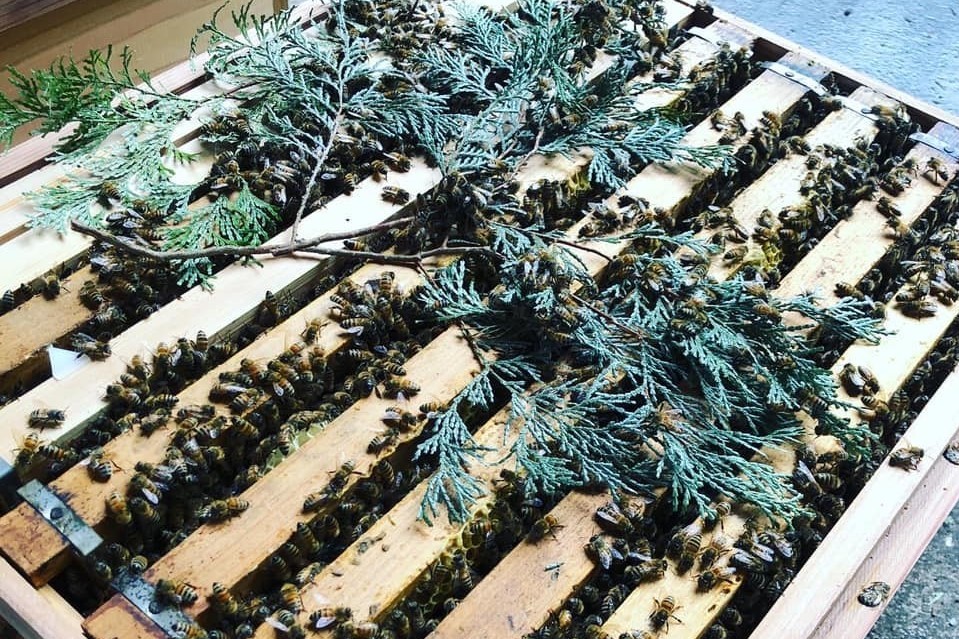 丹波篠山は広葉樹が多く、蜜源に事欠かないが、養蜂の効能は蜜が採れるだけではない。