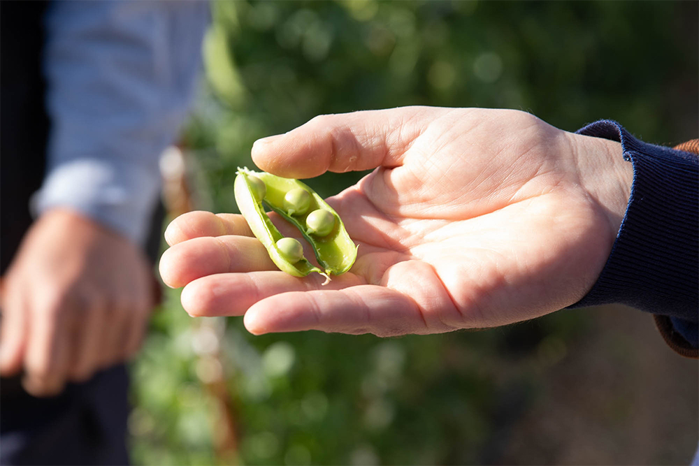 ひとさやに実る豆は通常で８～９粒。今季は冬の寒さが厳しかったため、作柄が伸び悩んだ。